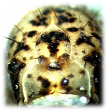 Anabolia furcata (Trichoptera: Limnephilidae)